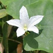 Image result for Coccinia adoensis