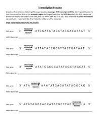 2.7 dna replication, transcription, translation. Onewayoranother Byboobear Practicing Dna Transcription And Translation Answer Key Dna Transcription And Translation Practice Worksheet With Key Tpt If The Template Side Of A Dna Molecule Is The Sequence Shown