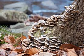 This fungus invades through tree wounds causing extensive decay of roots. Free Stock Photo Of Fungi Growing On A Dead Tree Stump Download Free Images And Free Illustrations