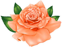 Beautiful Orange Rose Png Clipart Flower Clipart Beautiful Flower Drawings Flower Drawing