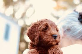 Find mini goldendoodle in canada | visit kijiji classifieds to buy, sell, or trade almost anything! Mini Goldendoodles Of Ny Mini Goldendoodles Puppies Breeder