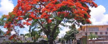 These trees may be related or similar to the royal poinciana, a plant native to the planet earth. Delonix Species Flamboyant Tree Flame Of The Forest Flame Tree Royal Poinciana Delonix Regia