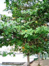Setelah jatuh ke tanah akan mengering seperti pada gambar di bawah ini. Manfaat Daun Ketapang Yang Telah Kering Sekejung Com