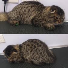 Maybe you would like to learn more about one of these? Groomingdales Home Facebook