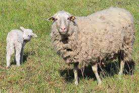 Die unterkunft der schafe im garten. Tipps Zu Beweidung Mit Schafen Nabu Rheinland Pfalz