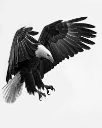 Black And White Eagle Tattoo Pin By Mountain World On Wildlife Animals Eagle Images Eagle Tattoos Eagle Tattoo