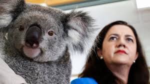 Koala protection plan criticised for lack of action