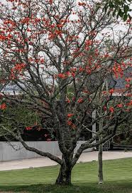 Image result for Erythrina afra
