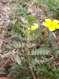 Image result for Tribulus zeyheri
