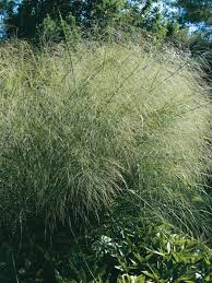 Image result for Panicum chionachne