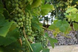 Wein Pflegen Im Sommer 3 Wertvolle Tipps Garten Pflanzen Wein Garten Weintrauben Pflanzen