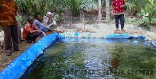 Budidaya Ikan Nila Di Lahan Sempit Sekitar Rumah Dengan Cara Mudah