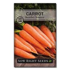 It is a medium orange carrot root with an average size of 6 inches in length and 1 to 1.5 inches in diameter. Sow Right Seeds Scarlet Nantes Carrot Seed For Planting Non Gmo Heirloom Packet With Instructions To Plant A Home Buy Online In Bahamas At Bahamas Desertcart Com Productid 197855375