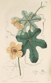 Image result for Coccinia adoensis