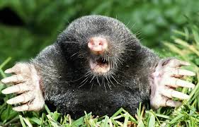 Check spelling or type a new query. Moles Are Good For Your Garden A New Study Reveals Daily Mail Online