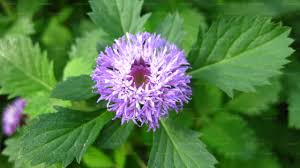 Image result for Vernonia anthelmintica
