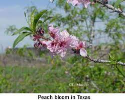 Maybe you would like to learn more about one of these? Pruning Peach Trees