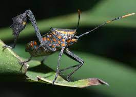 Leaf Footed Bug Called The Citron Bug Here It S Doing A Very Nice Little Display Of Its Leaf Foot Actually A Flatte Leaf Footed Bug Beautiful Bugs Vietnam