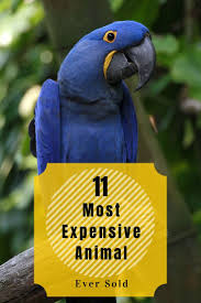 11 Most Expensive Animal Ever Sold Bright Freak Animals Most Expensive Animals And Pets
