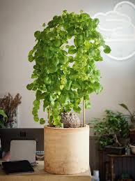 Image result for Elephantorrhiza elephantina