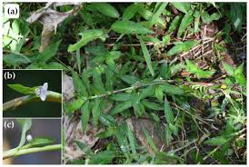 Image result for Murdannia stricta