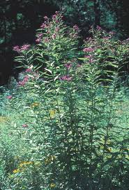 Image result for Vernonia kirkii