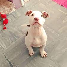 my baby is getting big 3 months today bully xlamericanbully puppylove pupp puppy love american bully pets