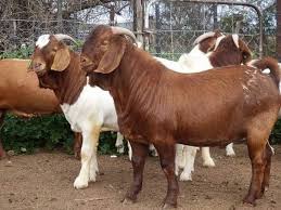 A clear plan is essential for success as an entrepreneur. Most Complete Goat Farming Business Plan In Nigeria Pdf Naijaceo 2021