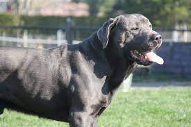 2019 marks our 52nd year in the breed. Silver And Charcoal Labradors