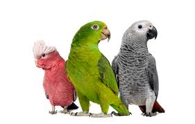 Image result for parrot