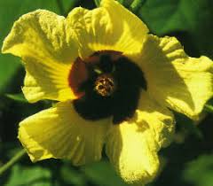 Image result for Hibiscus rhabdotospermus