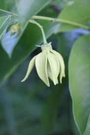 Image result for Artabotrys