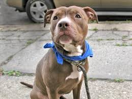 Pin On Don T Breed Or Shop Please Adopt