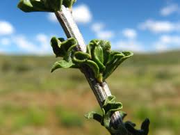 Image result for Rhigozum