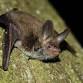 Bat Talk - College Lake, Friday 16 January event image