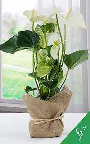 Plants Online Plants Anthurium Plant Plants Online