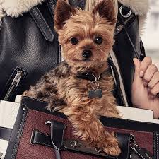 We did not find results for: 10 High End Fashion Brands You May Not Know Also Design For Pups Barkpost