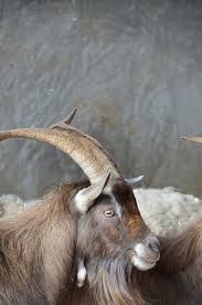 Troll killer, one who thwarts or denies the trolling attempts of new users on message boards, in irc channels, or anywhere else trolls are likely to congregate. Ilri Farm Toggenburg Ram Farm Animals Toggenburg Goat Animals