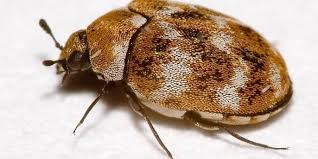 For more information about our carpet beetle control. How To Find Carpet Beetles In Your Home Fenn Termite Pest Control