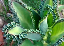 Mae De Milhares Kalanchoe Laetivirens Flores E Folhagens Suculentas Cactos E Suculentas Aranto Planta