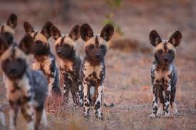 #puppies #dynasties #painted wolf #african dogs. Artists From Across The World Rally For African Painted Dog Conservation