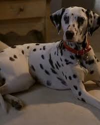 Welcome to our 101 dalmatians coloring pages! Dottie 102 Dalmatians Disney Wiki Fandom