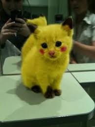 I Adore This Sooooo Much I Think It S Adorable Baby Katzen Susse Baby Tiere Susse Tiere