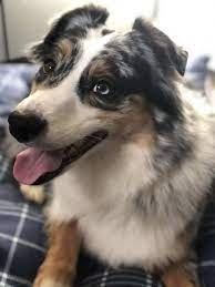 How Big Do Australian Shepherds Get Aussie University