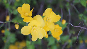 Image result for Kerria japonica