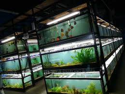 If you're interested in obtaining a particular fish that we currently don't have within our store, we'll happily do everything we can to help you find it. Best Aquarium Stores In Edmonton Aquarium Central Store Review