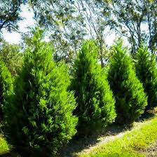 Leyland cypress is a hybrid between monterey cypress (cupressus macrocarpa) and alaskan yellow cedar leyland cypress is worth acquiring if you come across a big log. Branch Out And Boost Your Privacy By Planting Trees