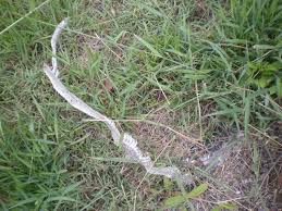 I have noticed over the last month or so around 9 dead baby garter snakes in the yard. Snakes In Australia The Bad News