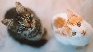 Bei der katzenhaltung in der wohnung ist noch weiteres zu beachten. 66 Katzen Aus Wohnung In Hannover Geholt Ndr De Nachrichten Niedersachsen Studio Hannover
