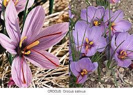 Red anemones sprang from the earth where the drops of adonis's blood fell. Plants Flowers Of Greek Myth 1